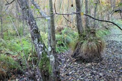 IMG_0397